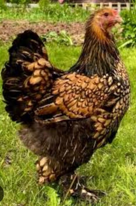 Брама    белое ва чёрное золото   10 кунли жужалари