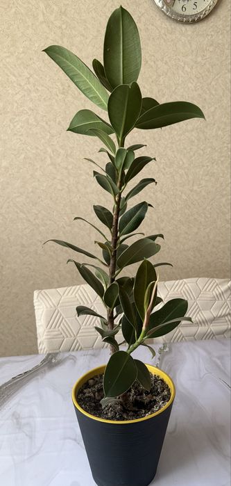Продам фикус каучуконосный