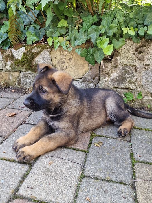 Pui ciobanesc german linia de lucru