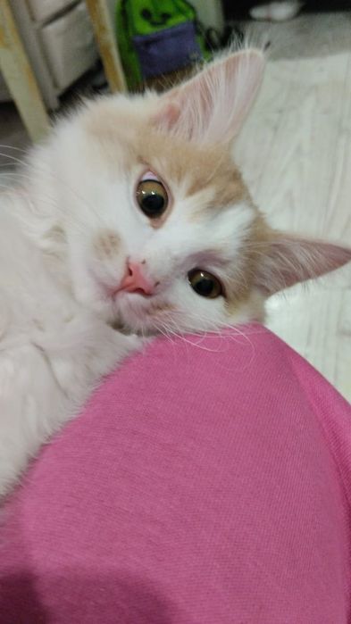 Отдадим котенка в хорошие руки