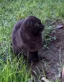 Фолд, вислоухий, очень воспитанный, послушная и умная, вид серьёзный