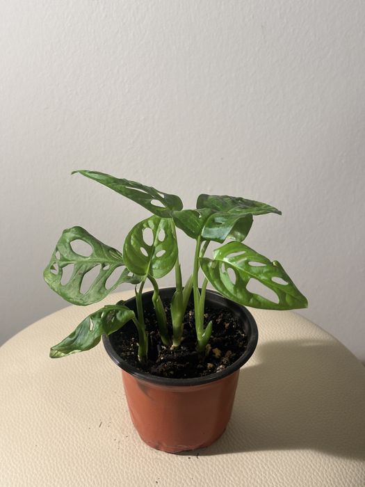 Продам комнатные растения