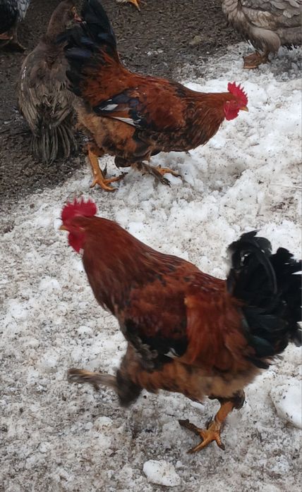 Vand 5 cocoși roșii