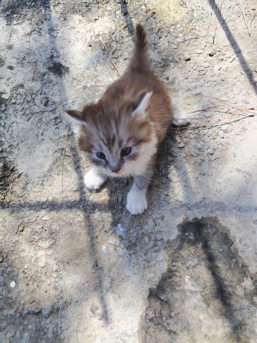 Mushuk bolasi. Fors va sibir mushuklar parodasi
