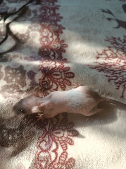 Сфинкс крысята продам