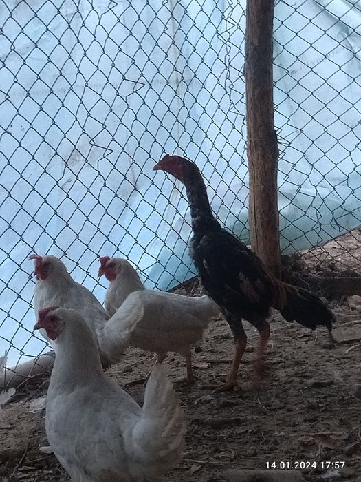 Дакан шамо арлас