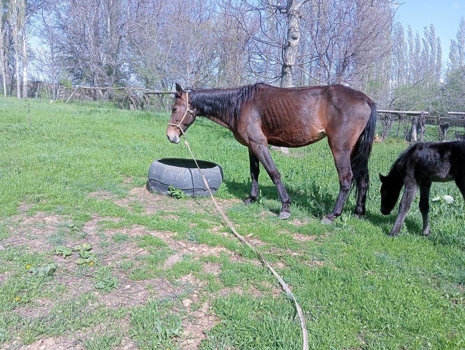 Құлынды бие сатылады