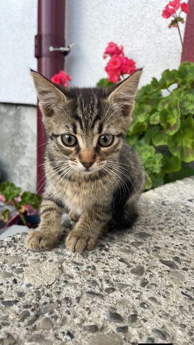 Spre adoptie 3 pisici mici . Gratuit . Mananca singuri .Sunt cuminti