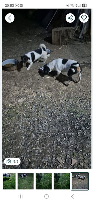 Donez catei  Jack Russel Terrier