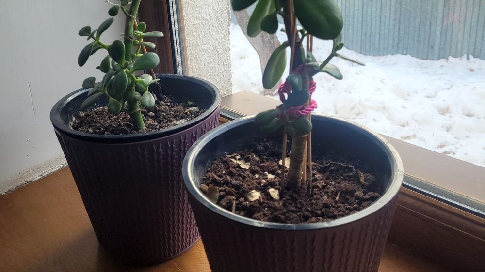 Комнатные цветы, денежные дерево