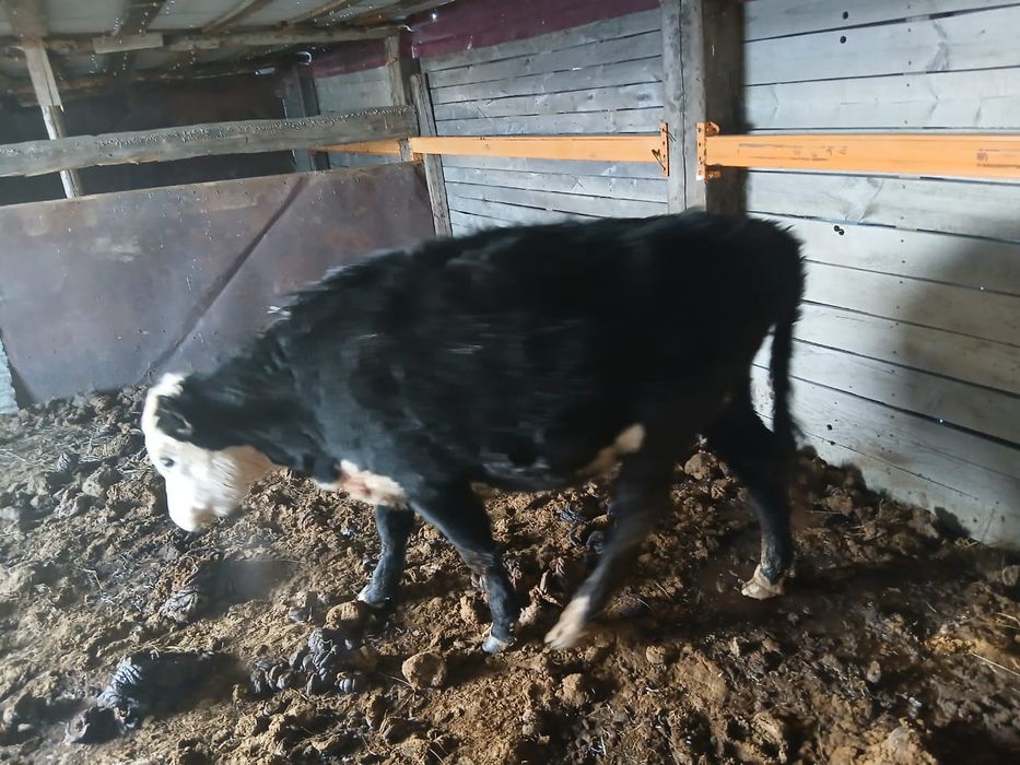 Продам Телку стельную(беременная)