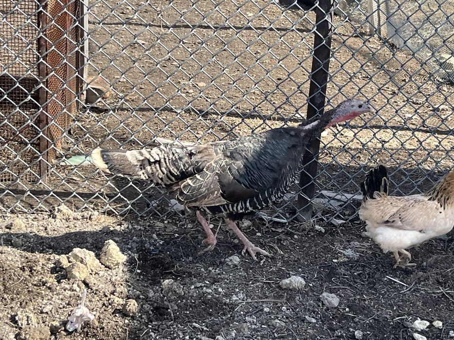 Продам курей и индейку домашние