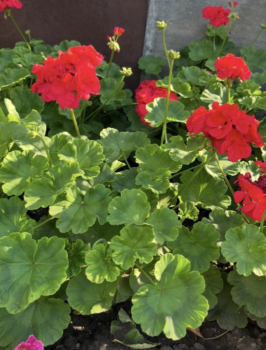 Продам саженцы пеларгонии ( герань)