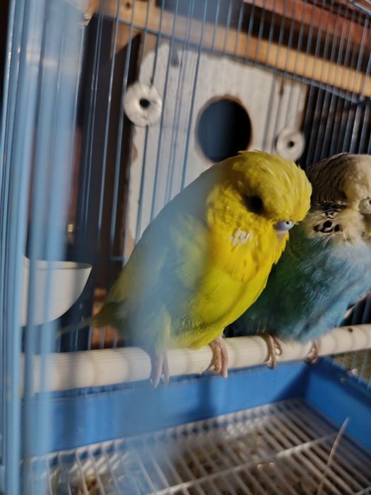 Andurka sotiladi nar va moda 550ming dostafka yuq manzil qashqadaryo