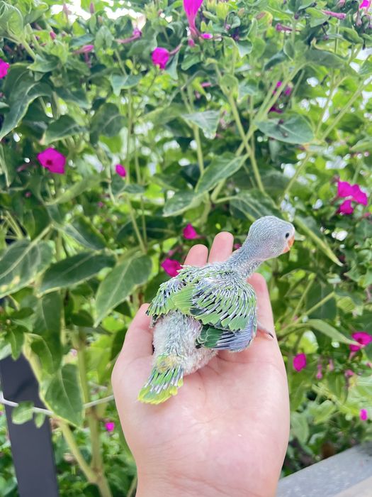 Ajrella Polaponlari sotiladi