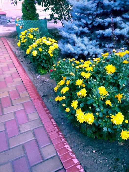 Кустарник хризантем жёлтые и сиреневые