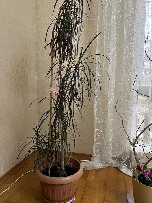 Продам  комнатное  растение