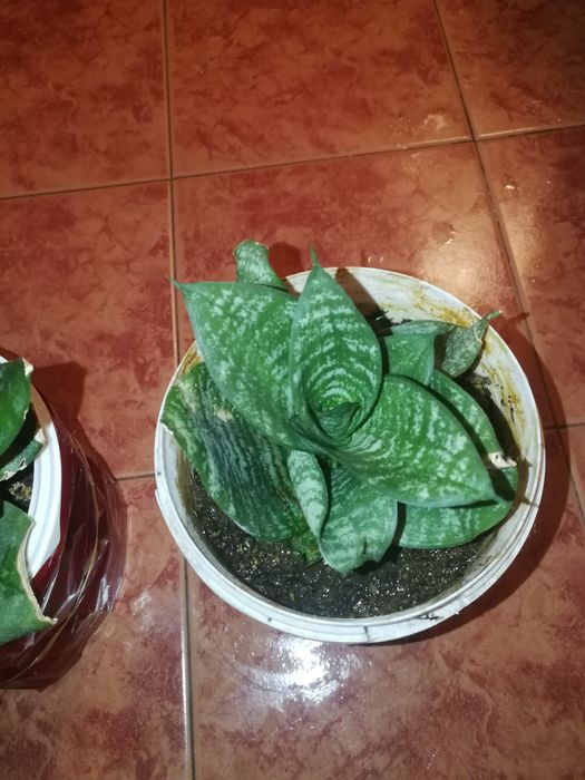 Цвете Сансевиера - индийски меч, ниска