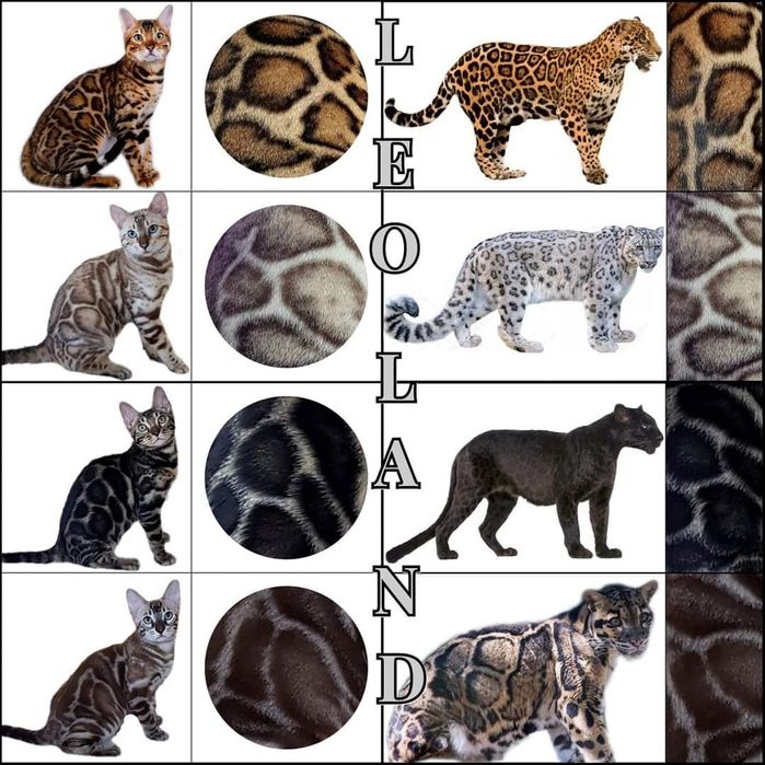 Бенгальские котята