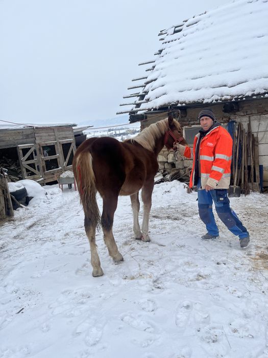 Vand mănză de 8 luni pret 1500 de euro