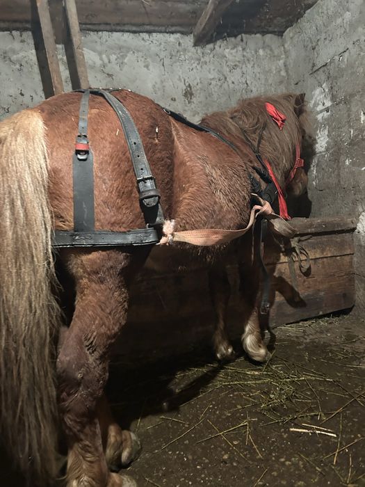 Vand  sau schimb ponei armasar