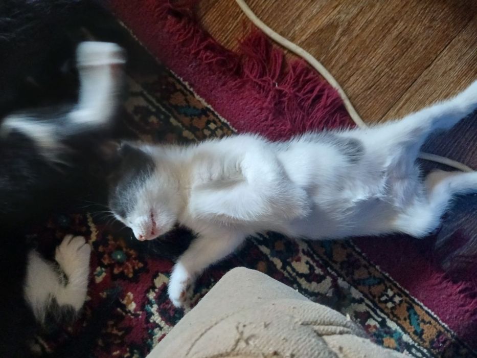 Котята, в добрые руки бесплатно