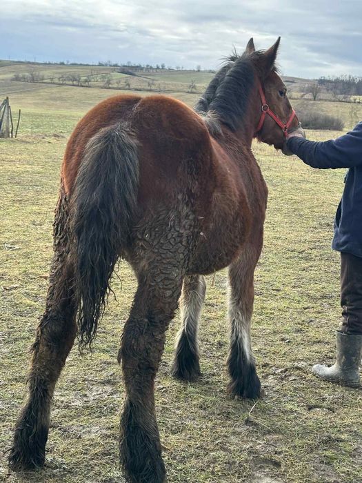 Vând Manza de 6 luni foarte frumoasă