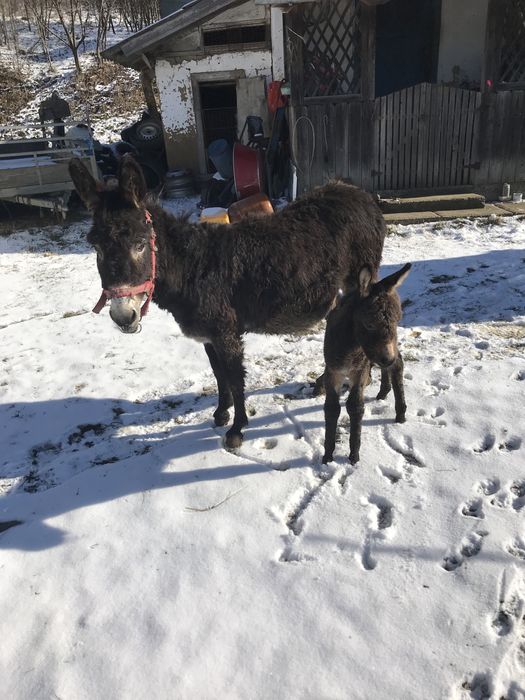 Măgărite cu pui si gestante