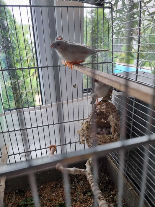 Vand zebră australiană perechi