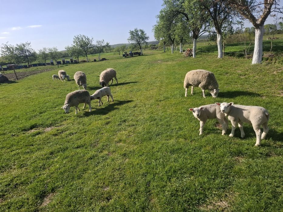 Vând   oi  texel