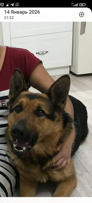 Немецкая овчарка