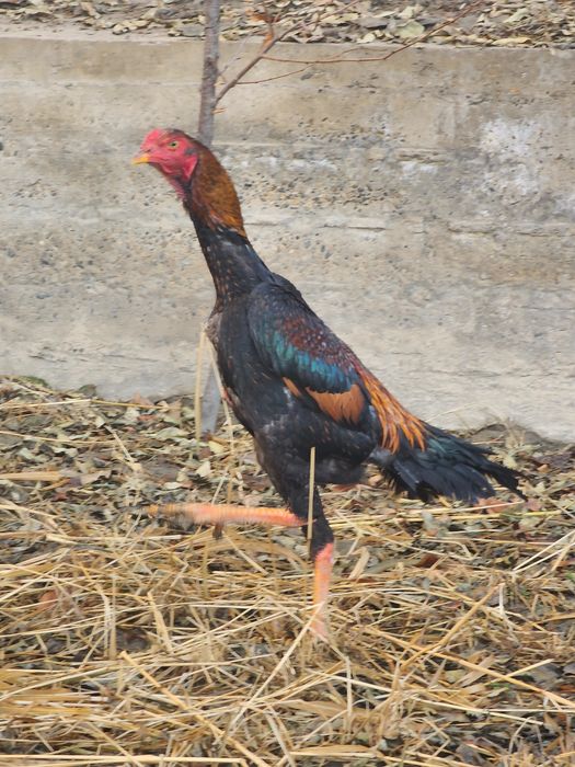 O SHAMO привазной 3 йиллик