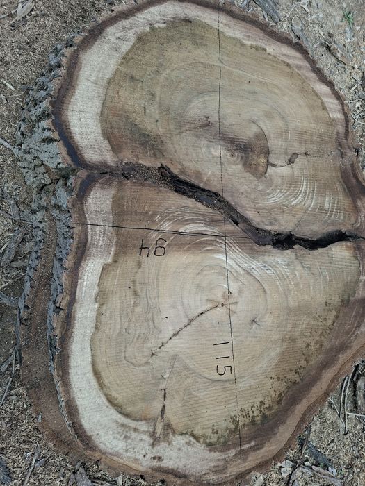 Слэбы орех торцевые спилы орех