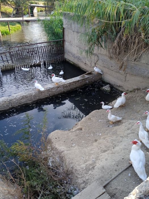 ИНДОУТКИ(готовый бизнес)