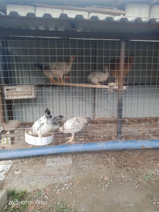 Сулы тауықтар сатылады