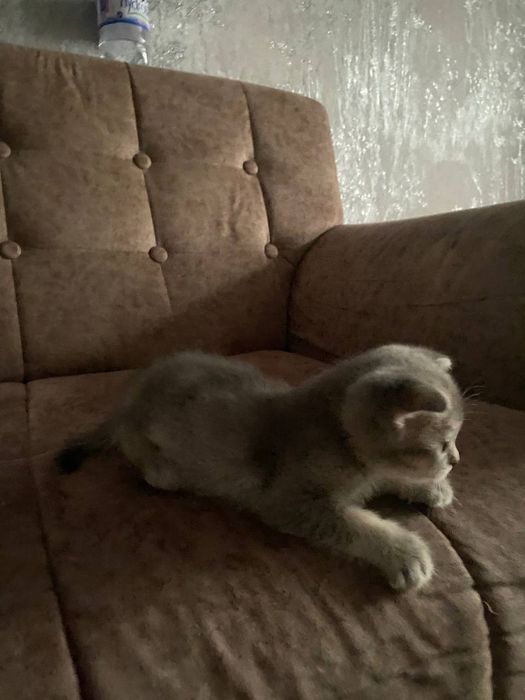 Котята полтора месяца