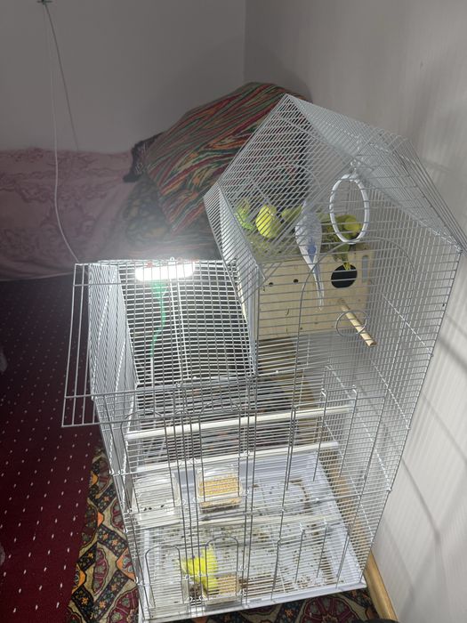 Qushlar sotiladi qafasi bilan