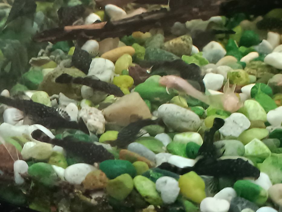 Сомчета Анциструс