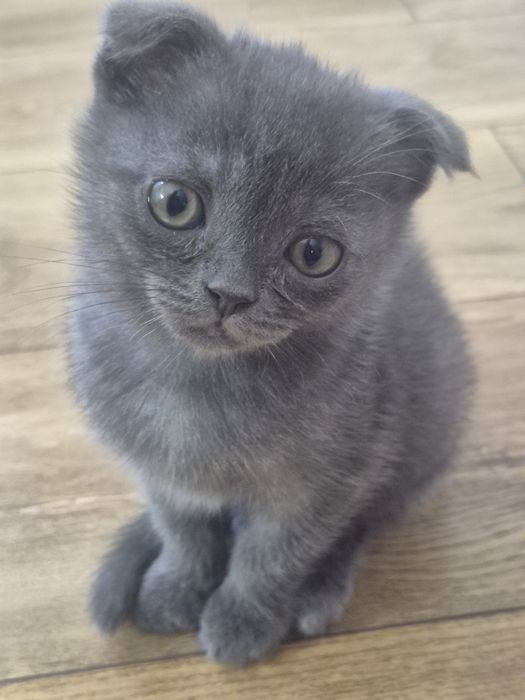 Продам котенка шотландского