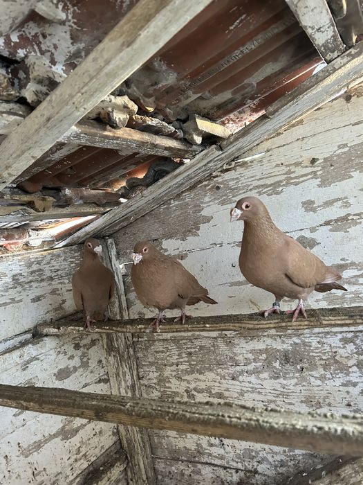 Vand porumbei postasi