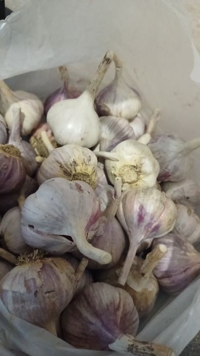 Продам домашний чеснок