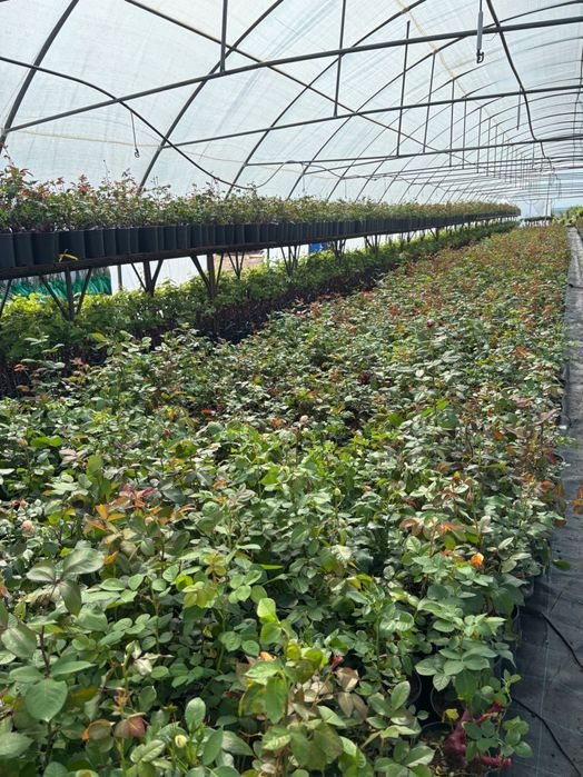 Trandafiri la ghiveci angro