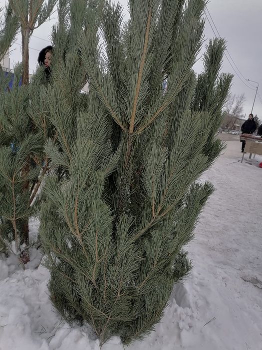 Елки новогодние пышные