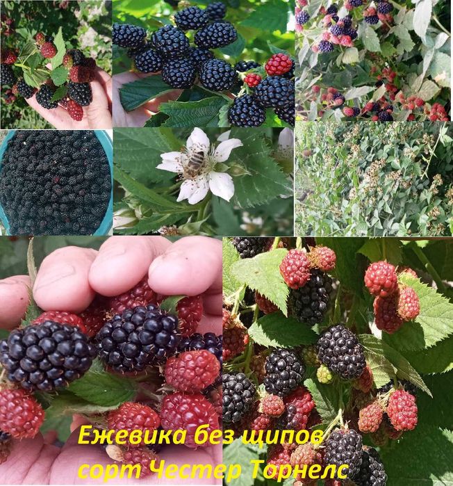 Бутасимон мевали ўсимликлар- Саженцы ягод