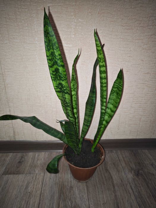 Сансевиерия трёхполосная комнатные растения, станция метро Москва