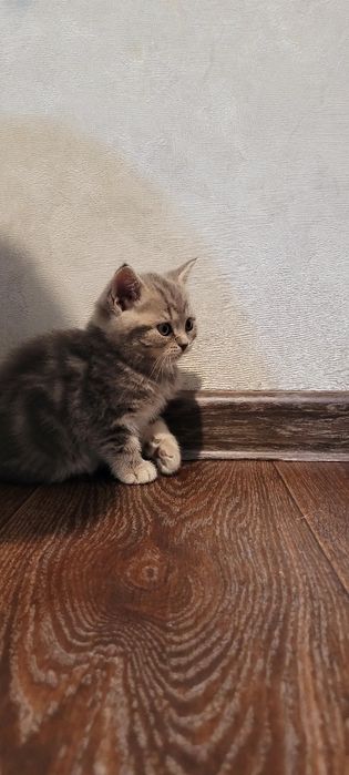 Продается котенок
