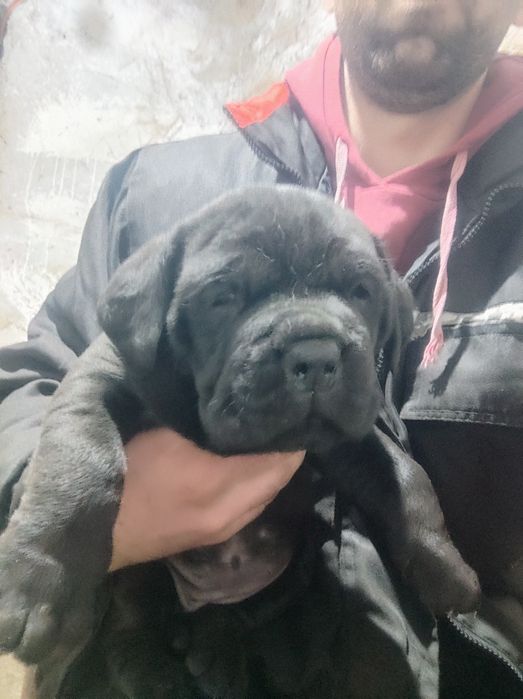 Кане Корсо puppy