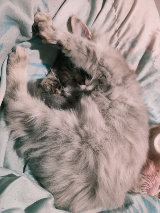 Котёнок породистая