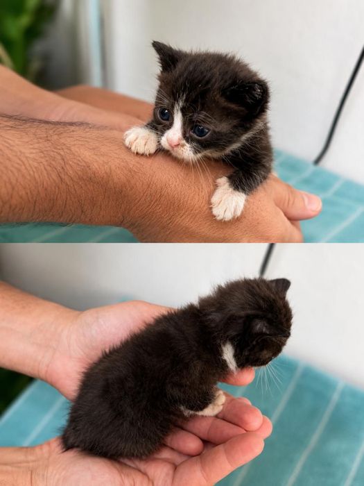 Дарю малентких котят