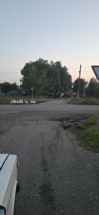 Продаю кобыл жеребцов и жеребят